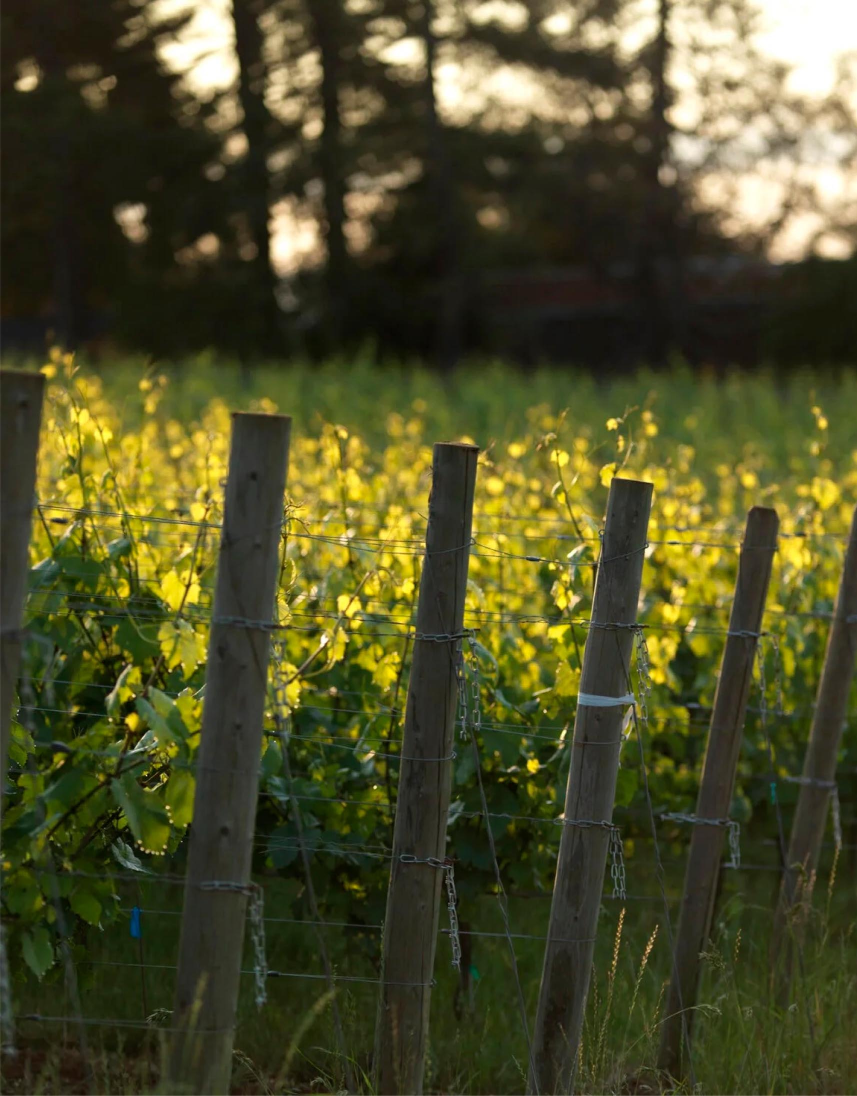 Vineyard rows with wooden posts and lush green grapevines illuminated by golden sunlight at sunset.