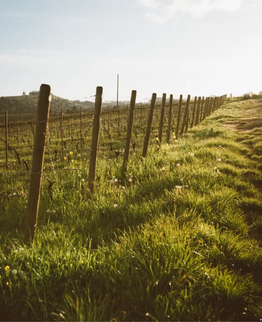 Vineyard landscape with lush green grass and wooden fence posts under a clear sky, illustrating the beauty of agricultural scenery.
