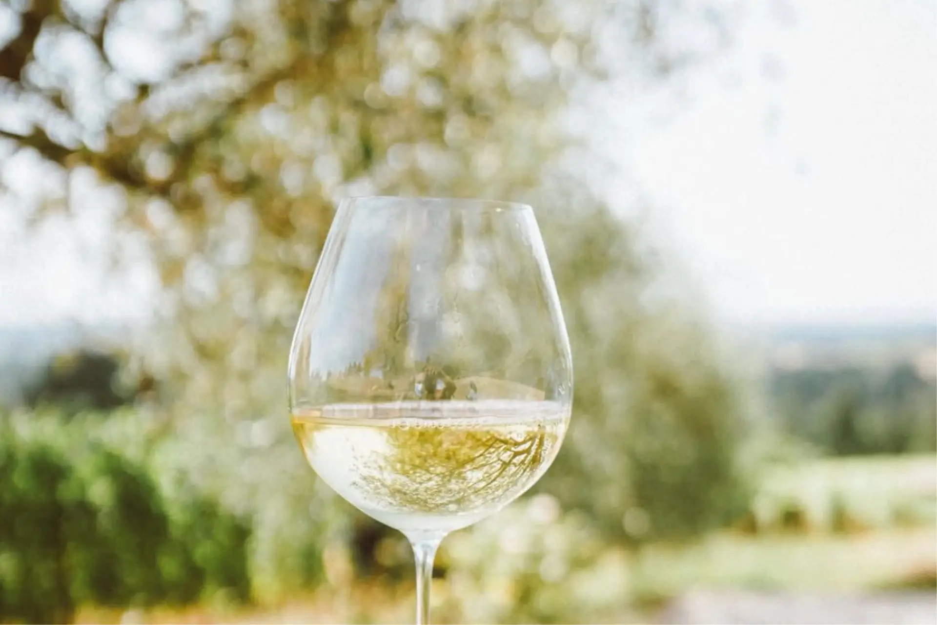 Close-up of a glass of white wine against a blurred background of olive trees, highlighting the wine's clarity and color in a natural setting.