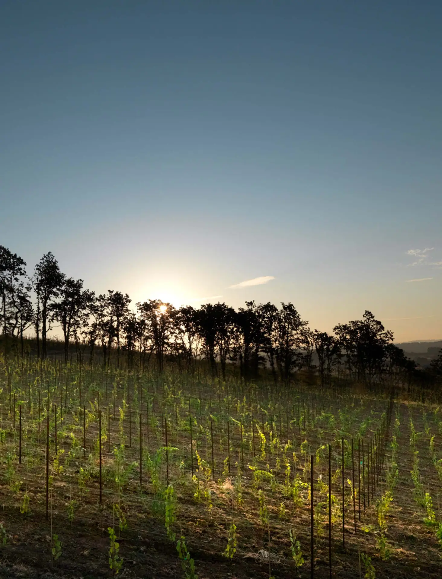 Vineyard at sunset with rows of grapevines and silhouetted trees against a clear sky.